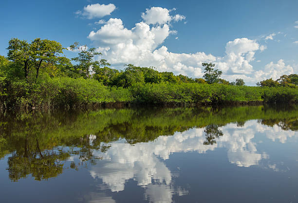 Beautiful Reflection of the Amazon Jungle on Water stock photo