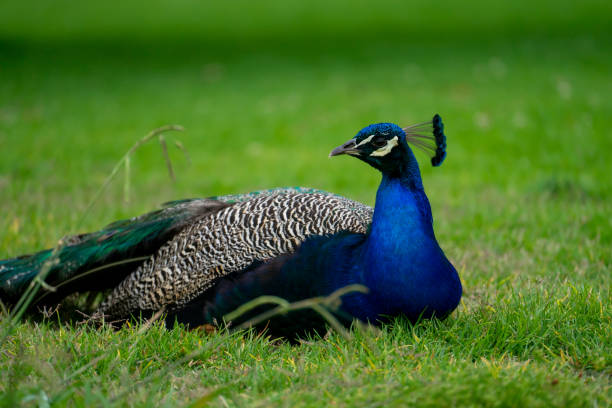 Beautiful Resting Peacock stock photo