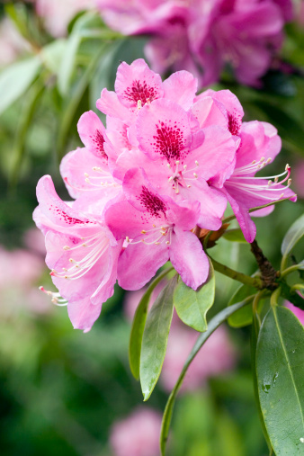 Rhododendron flower head