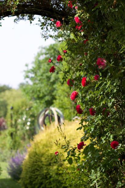 A beautiful rose arch in the garden. stock photo