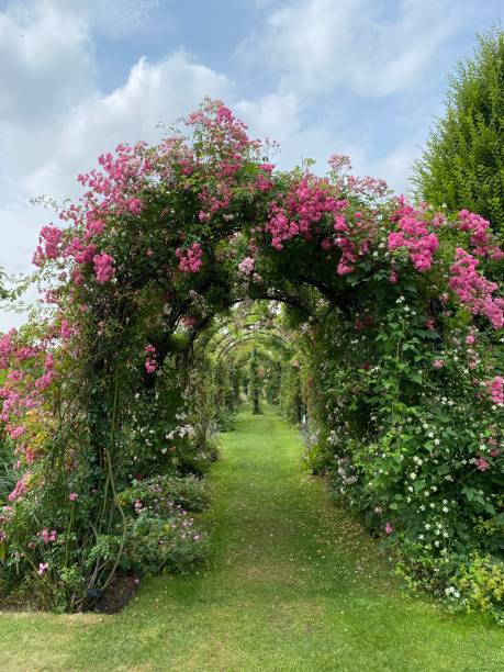 Beautiful Rose Arch in the garden. stock photo