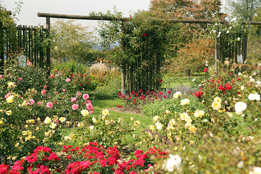 Schöner Rosengarten mit verschiedenen Rosen