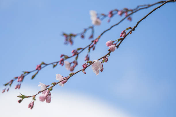 A beautiful sakura cherry blossoms in a sunny spring day. Cherry...
