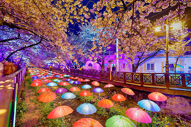 Beautiful Sakura flowers in Busan, South Korea stock photo