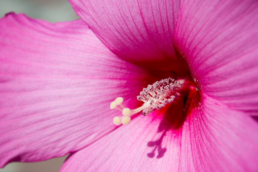 Beautiful scarlet hibiscus close up, flower holiday gift