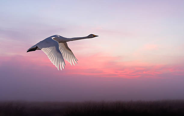 Beautiful scenery of spring season Beautiful crane in flight against sunset sky biosphere 2 stock pictures, royalty-free photos & images