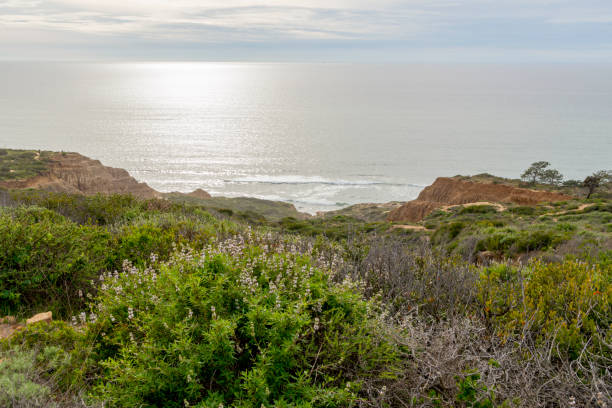 Beautiful Scenery Overlooking the Pacific Ocean in Torrey Pines State Park in San Diego California This scene shows springtime plants growing in Torrey Pines State Park.  This is a picturesque view on an overcast spring day. has san hawkins stock pictures, royalty-free photos & images