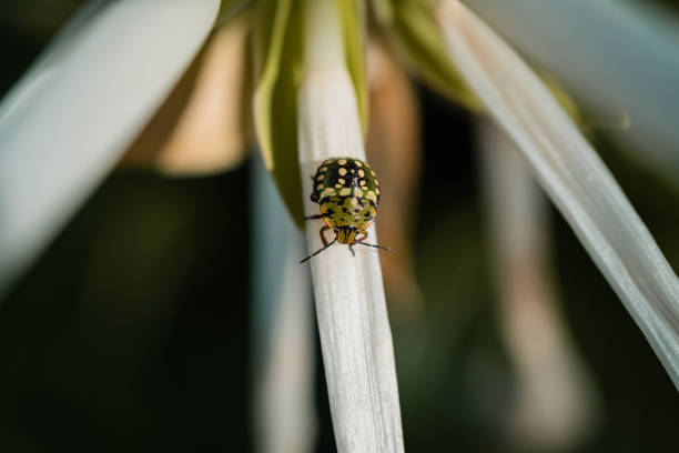 Beautiful Shieldbug stock photo