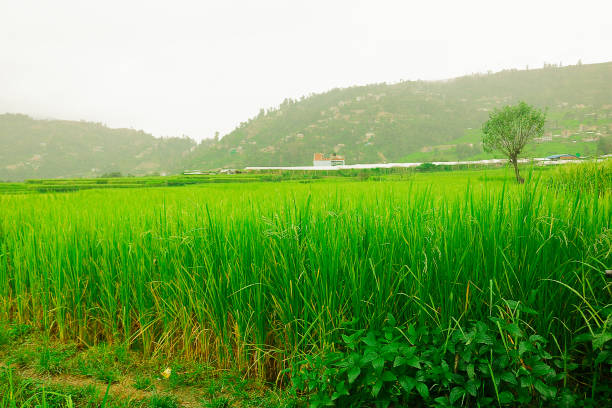 Beautiful shoots of green rice on paddy field Greenery is evident when paddies begin growing after planting. terai stock pictures, royalty-free photos & images