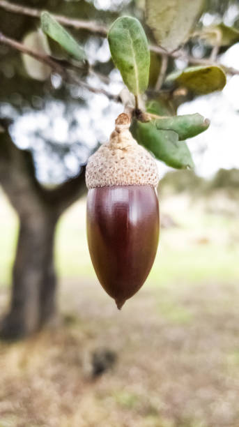 Beautiful single ripe acorn about to fall from the oak, deep brown in autumn. stock photo