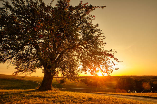 Beautiful single tree in countryside sunset stock photo