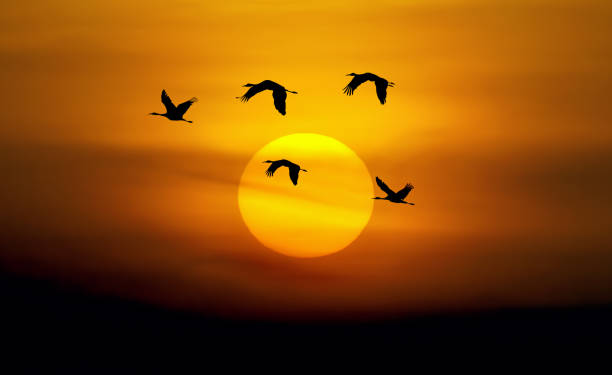Beautiful sky with flying birds natural background Birds flying against sunset background environment or ecology concept animal migration photos stock pictures, royalty-free photos & images