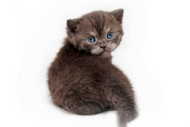 A beautiful smoky kitten sits with its back to the camera stock photo