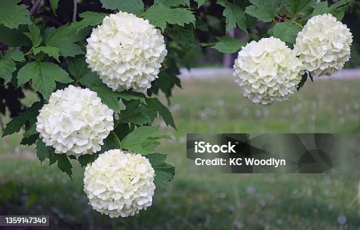 istock Beautiful Snowball Viburnum Flower Blur Background 1359147340