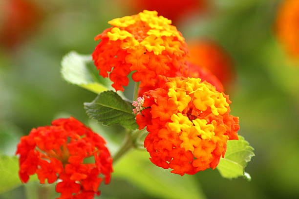 Beautiful Spanish Flowers stock photo