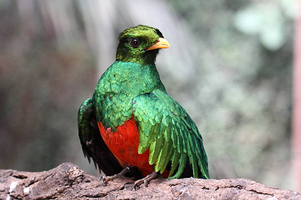 Beautiful specimen of quetzal Beautiful specimen of quetzal taken in its natural environment quetzal stock pictures, royalty-free photos & images