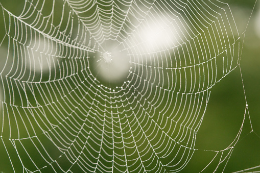 Beautiful Spider Web with morning dew