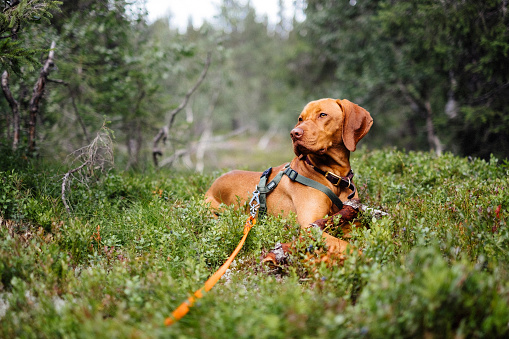 Elegant relaxed dog resting on the forest ground. Attached to a long leash