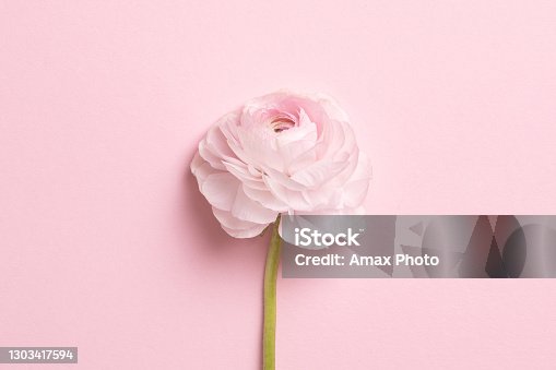 istock Beautiful spring flowers on pink background, flower frame composition 1303417594