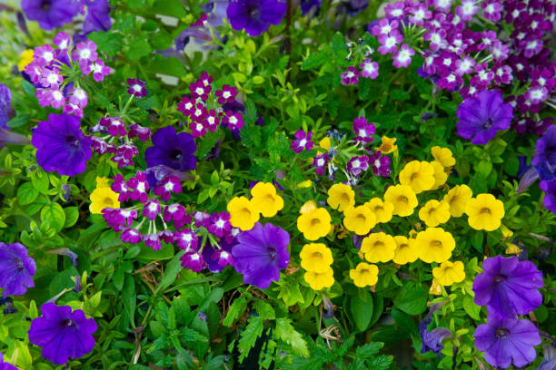 Beautiful spring flowers-Howard County, Indiana stock photo