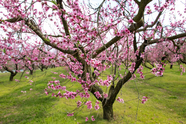 Beautiful Spring Peach Blossoms-Vigo County, Indiana stock photo