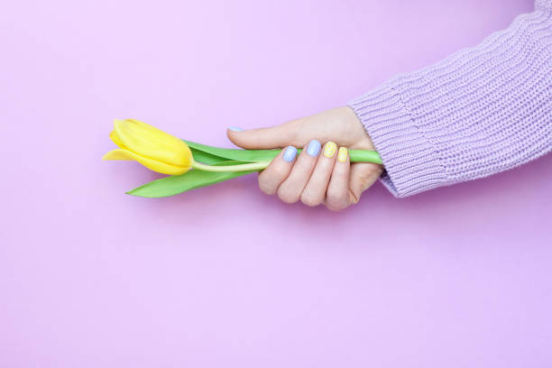 Beautiful stylish female manicure. Tulip flower. Stylish trendy female manicure. Young woman's hands on violet background. Yellow tulip flower. Top view. Flat lay style. Art Nails Design. gel nail polish stock pictures, royalty-free photos & images