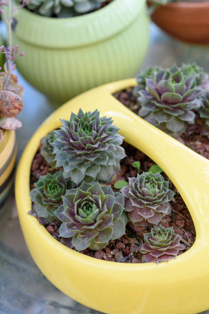 Beautiful succulent plant in yellow flower pot. Sempervivum Hens and Chicks beautiful outdoor succulents. Succulents or cactus in a garden. Cacti in flower pot. Close up image of succulent.Top view. sempervivum stock pictures, royalty-free photos & images