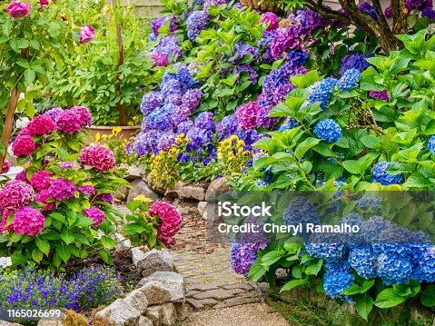 istock A beautiful summer garden, featuring a spectacular display of vibrant blue, pink and purple hydrangea flowers. 1165026699