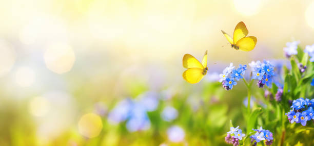 padang rumput musim panas atau musim semi yang indah dengan bunga biru lupa-me-nots dan dua kupu-kupu terbang. lanskap alam liar. - musim semi potret stok, foto, & gambar bebas royalti