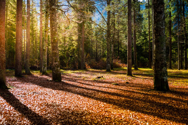 Beautiful Sunny Autumn Forest in Julian Alps stock photo