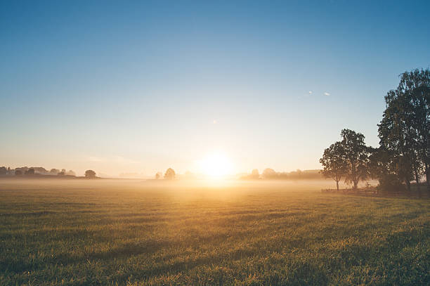 beautiful sunrise over misty field an early summer morning - svensk sommar bildbanksfoton och bilder