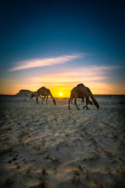 Beautiful Sunset Desert Landscape with camel near Al Sarar Saudi Arabia.Selective focused background blurred. stock photo