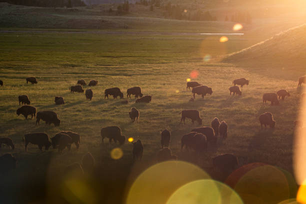 Beautiful sunset with bison in Yellowstone National Park stock photo