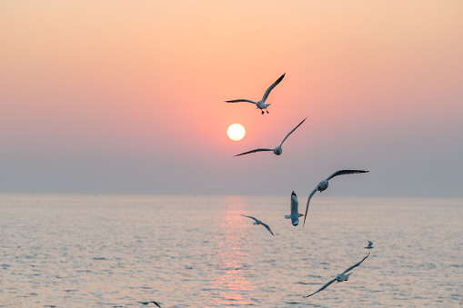 Beautiful sunset with flock of seagulls flying over the sea.