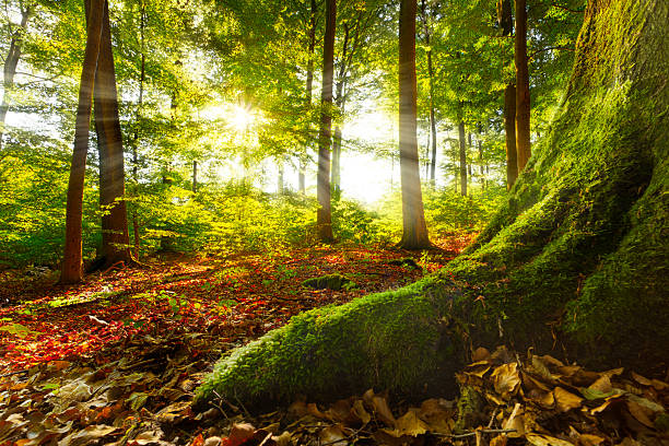 Beautiful sunshine penetrating through into quiet forest sunrays shining into a beech forest, mossy root in foreground leads into image, location:warstein,sauerland,germany, similar hdr images available environmental consciousness stock pictures, royalty-free photos & images