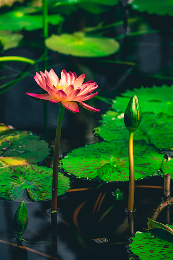 Beautiful Thai Lotus in dark water surface