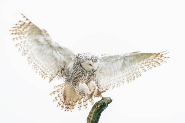 Beautiful The snowy owl (Bubo scandiacus) reaching out to perch on branch. stock photo