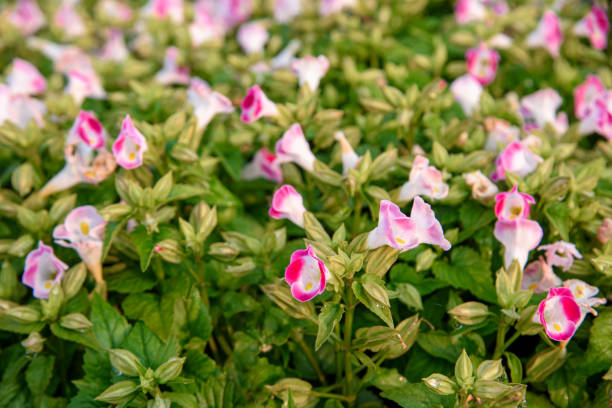 Beautiful torenia Flower in the garden stock photo