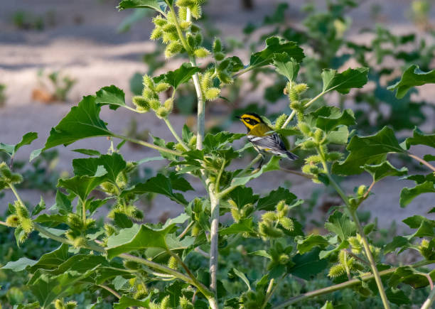 Photo of A Beautiful Townsend's Warbler Perched in a Tree
