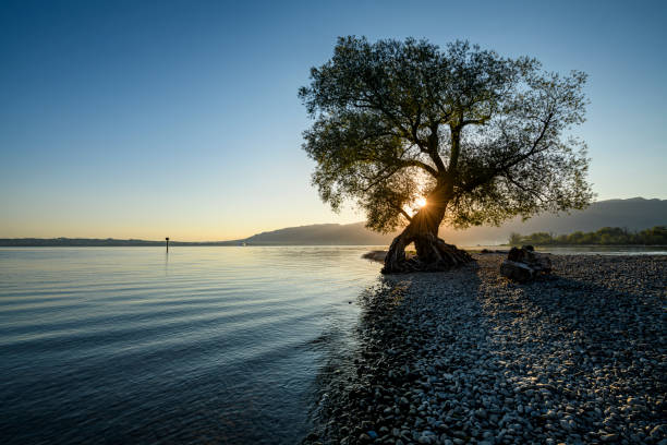 Beautiful tree at the beach at sunrise Majestic tree in the morning at the shore of Lake of Constance in Austria coastal feature stock pictures, royalty-free photos & images