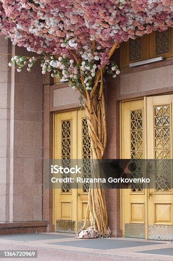 istock A beautiful tree blossomed with pink flowers near the door 1364720969