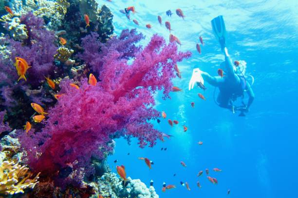 보라색 부드러운 산호와 아름다운 열대 산호초. 배경에 스쿠버 다이버. - great barrier reef 뉴스 사진 이미지