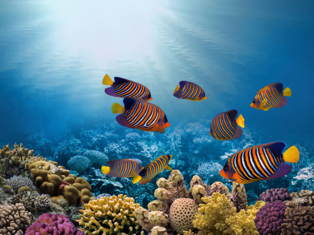 Beautiful tropical coral reef with shoal coral fish stock photo