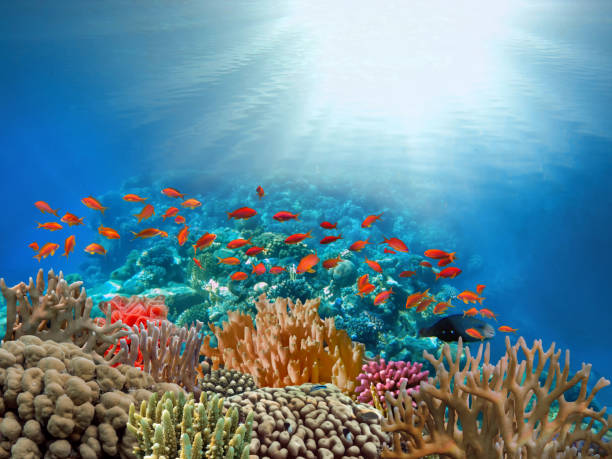 Beautiful tropical coral reef with shoal coral fish stock photo