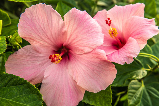 Beautiful Tropical Flowers in Hawaii stock photo