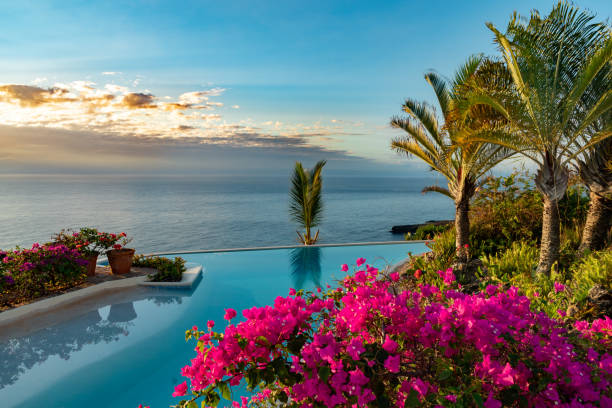 A beautiful tropical garden with flowers and palm trees by an infinity pool, Bougainvillea pink blooms. Fresh dominican flowers, ocean view, with copy space A beautiful tropical garden with flowers and palm trees by an infinity pool, Bougainvillea pink blooms. Fresh dominican flowers, ocean view, with copy space bougainvillea photos stock pictures, royalty-free photos & images