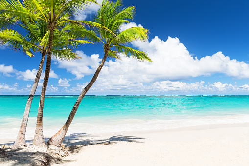 Beautiful tropical white beach and coconut palm trees. Holiday and vacation concept.