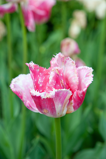 Beautiful Tulip Fancy Frills fringed growing in the garden