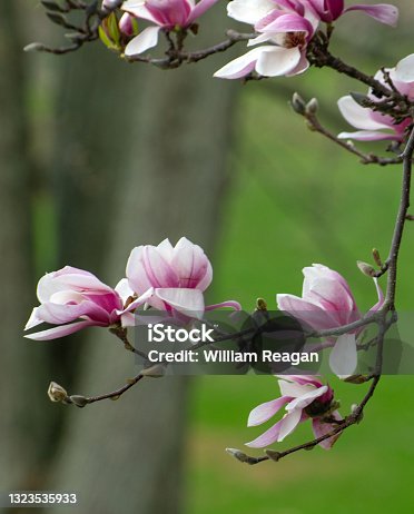 istock Beautiful Tulip-Magnolia Tree-Howard County, Indiana 1323535933