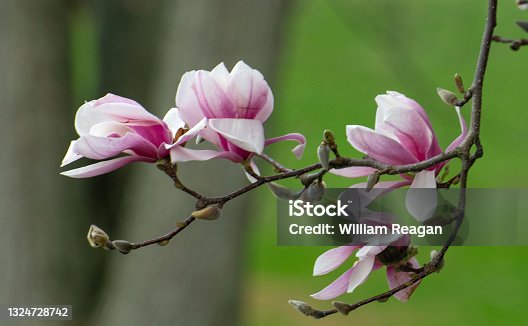 istock Beautiful Tulip-Magnolia Tree-Howard County, Indiana 1324728742